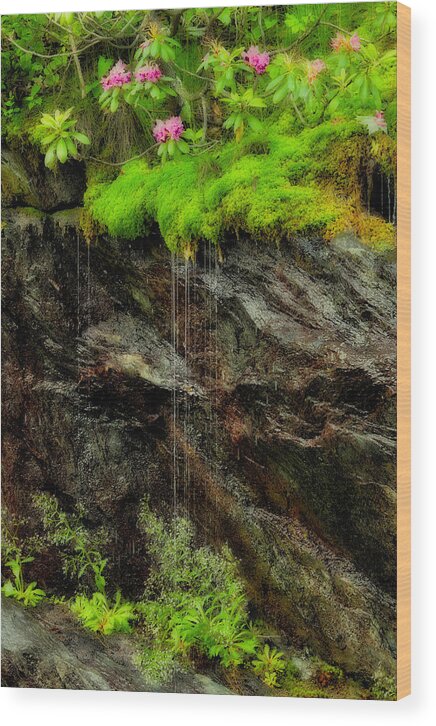 Blue Ridge Parkway Wood Print featuring the photograph Rhododendron on Wet Cliff Blue Ridge by Dan Carmichael