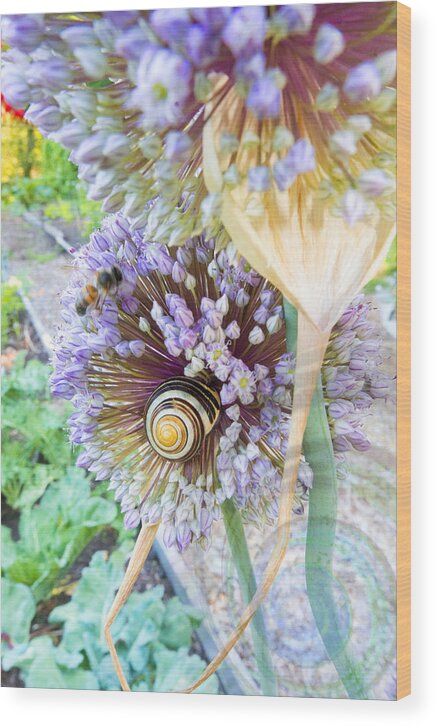  Wood Print featuring the photograph Snailgarden by Dana Vallery