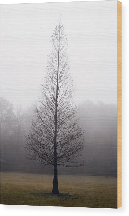 Scenic Wood Print featuring the photograph Tree in Fog by Ayesha Lakes