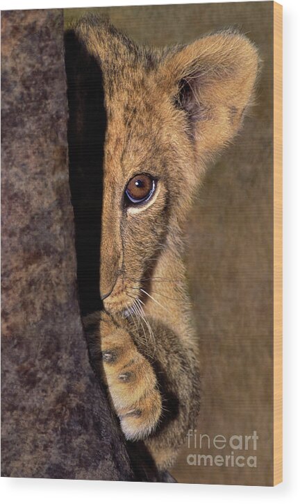 African Lion Wood Print featuring the photograph A Lion Cub Plays Hide and Seek Wildlife Rescue by Dave Welling
