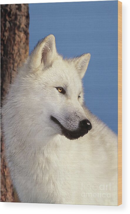 Arctic Wolf Wood Print featuring the photograph Arctic Wolf Portrait wildlife rescue by Dave Welling