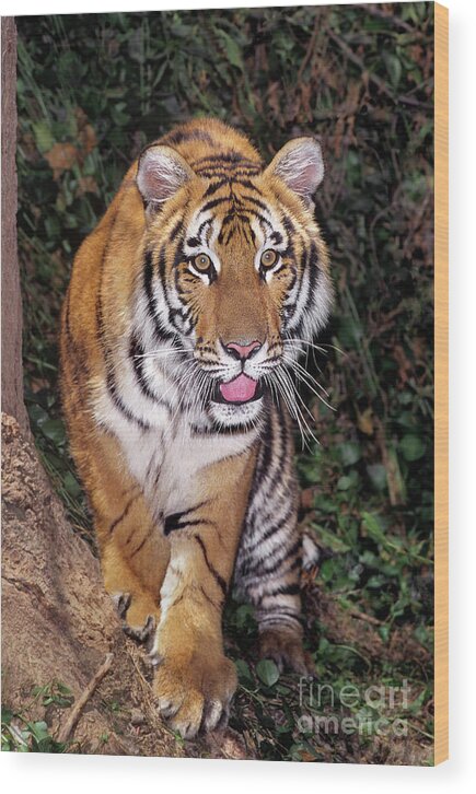 Bengal Tiger Wood Print featuring the photograph Bengal Tiger by Tree Endangered Species Wildlife Rescue by Dave Welling