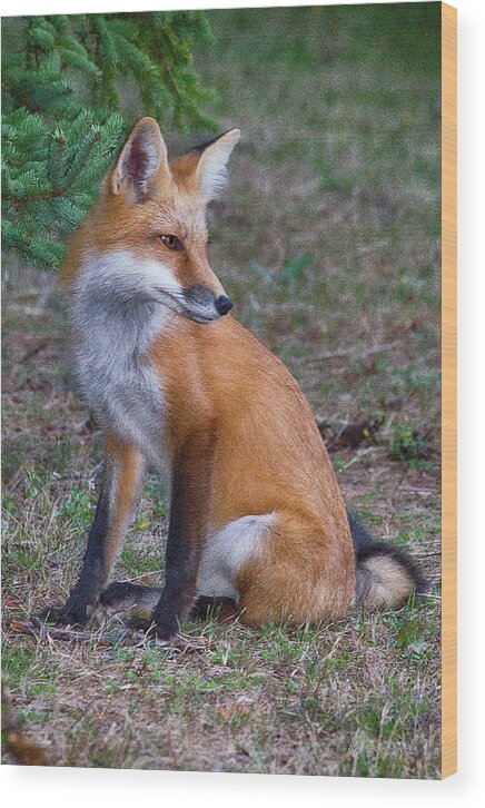 Fox Wood Print featuring the photograph Foxy by WB Johnston