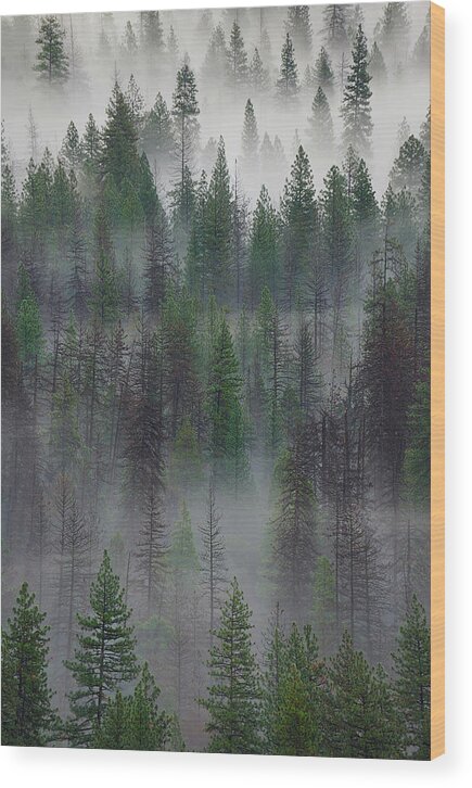 Forest Wood Print featuring the photograph Green Yosemite by Jon Glaser