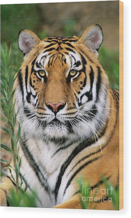 Siberian Tiger Wood Print featuring the photograph Siberian Tiger Staring Endangered Species Wildlife Rescue by Dave Welling