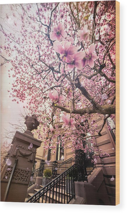 Magnolia Tree Wood Print featuring the photograph Spring in Boston - Magnolia Tree by Joann Vitali