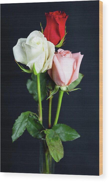Roses Wood Print featuring the photograph Three Roses The Flower of Love by Dan Carmichael