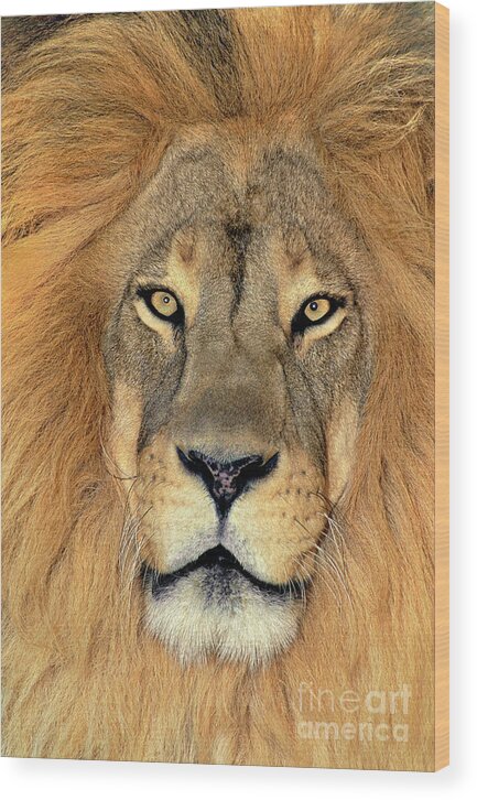African Lion Wood Print featuring the photograph African Lion Portrait Wildlife Rescue by Dave Welling