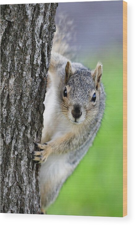 Squirrel Wood Print featuring the photograph Are you looking at me? by Gary Geddes