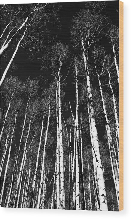 Aspens Wood Print featuring the photograph Aspens BW by Rick Perkins