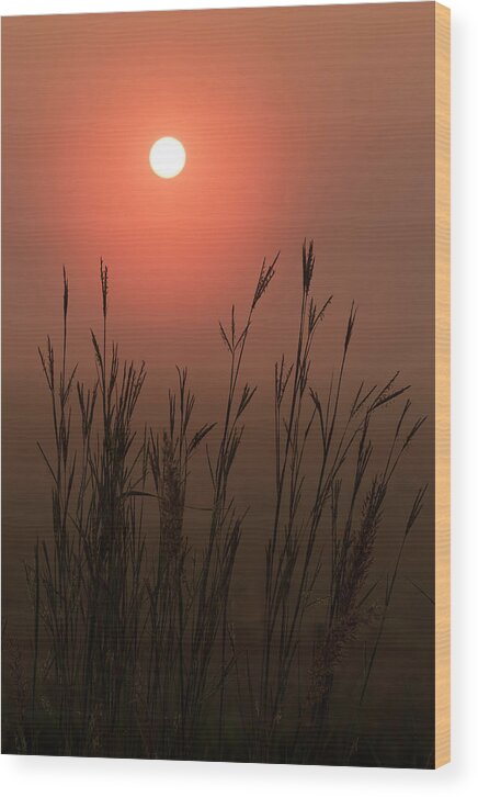 Fine Art America Wood Print featuring the photograph Foggy Morning Bluestem by Scott Bean