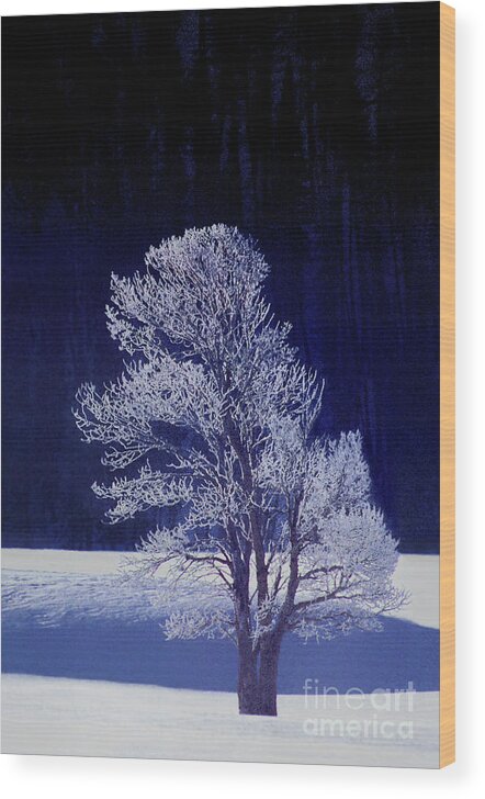 Dave Welling Wood Print featuring the photograph Lonely Rime Ice Covered Tree Yellowstone National Park by Dave Welling