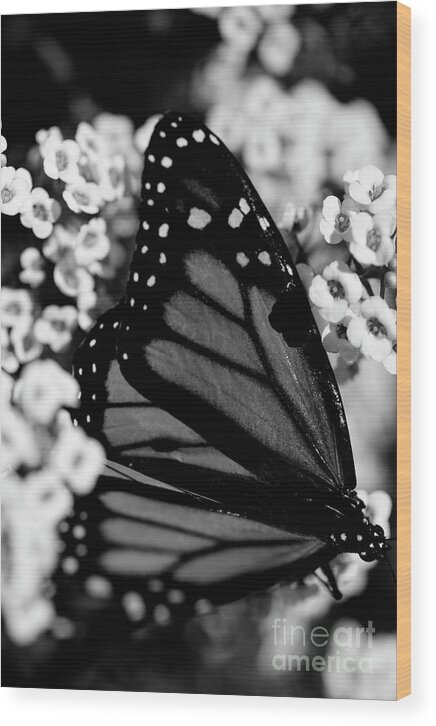 Butterfly Wood Print featuring the photograph Monarch Moment #2 by John F Tsumas