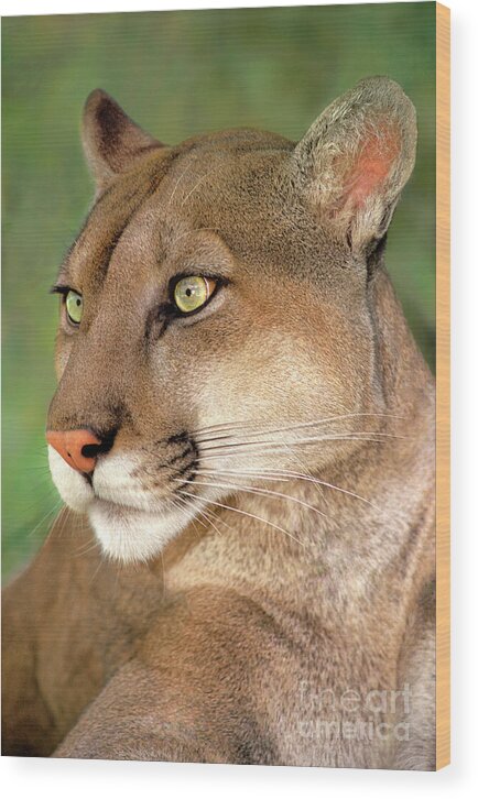 Mountain Lion Wood Print featuring the photograph Mountain Lion Portrait Wildlife Rescue by Dave Welling