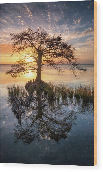 Obx Wood Print featuring the photograph Outer Banks North Carolina Cypress Tree Sunset Landscape OBX Duck NC by Dave Allen
