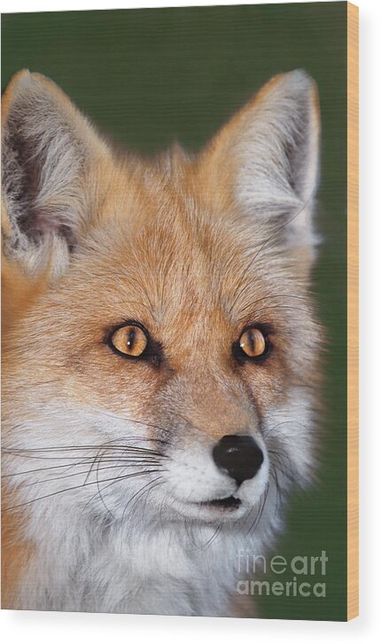 Red Fox Wood Print featuring the photograph Red Fox Portrait Wildlife Rescue by Dave Welling