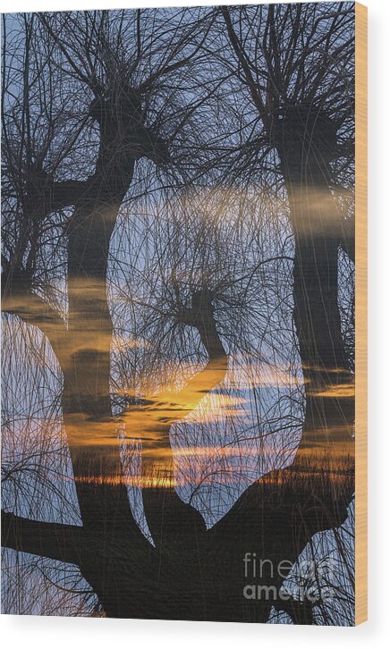 Netherlands Wood Print featuring the photograph Twilight zone in the magic forest by Casper Cammeraat