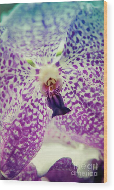 Singapore Wood Print featuring the photograph Vanda Orchid in Blue by Tanya Owens