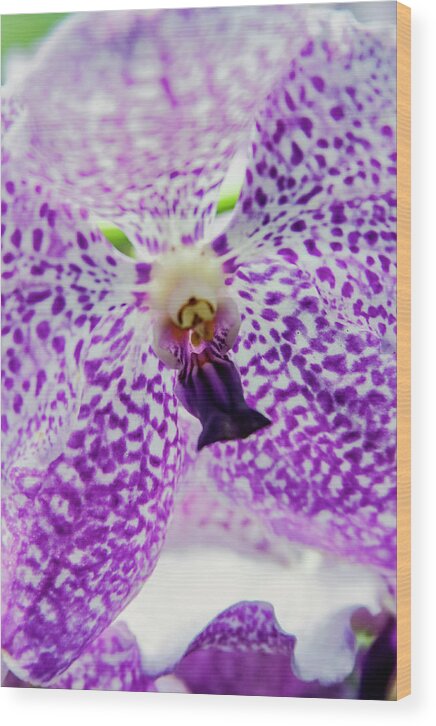 Singapore Wood Print featuring the photograph Vanda Orchid by Tanya Owens