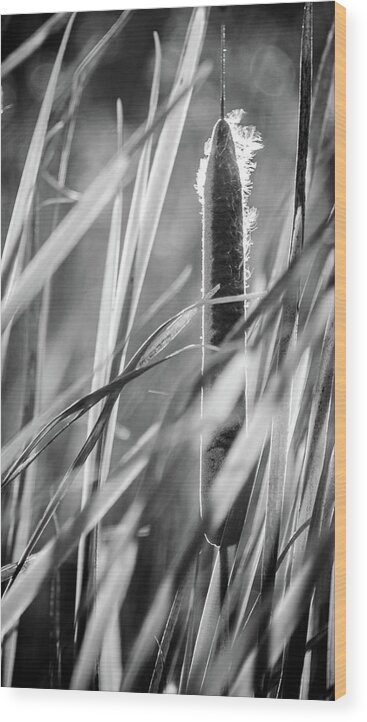 Backlit Wood Print featuring the photograph Cattail Reeds Back Lit by Mike Fusaro