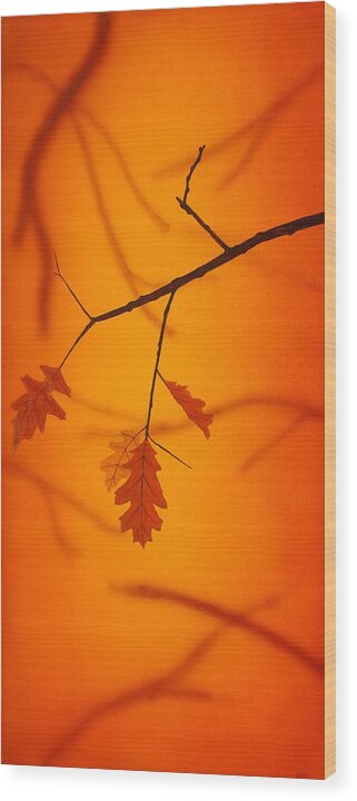 Nature Oak Leaf Branch Orange Red Russet Tree Glow Depth Calm Serene Forest Wood Print featuring the painting Autumn by Guy Pettingell