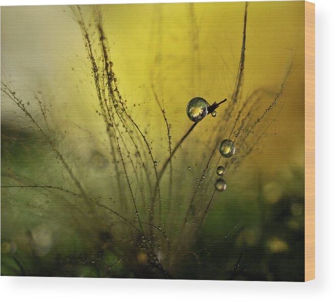 Mood Wood Print featuring the photograph A Golden Morning Shower #1 by Heidi Westum