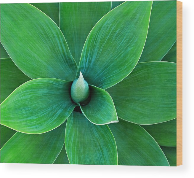 Agave Wood Print featuring the photograph Agave #1 by Juj Winn