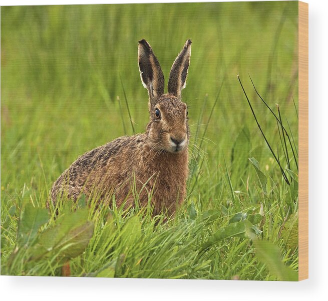 Hare Wood Print featuring the photograph Brown Hare #1 by Paul Scoullar