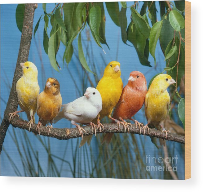 Bird Wood Print featuring the photograph Canaries #1 by Hans Reinhard