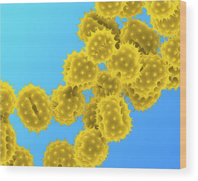 Biological Wood Print featuring the photograph Daisy Pollen #1 by Clouds Hill Imaging Ltd