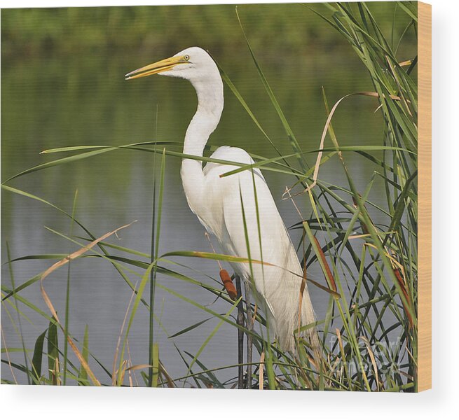 Egret Wood Print featuring the photograph Egret in the Cattails #1 by Al Powell Photography USA