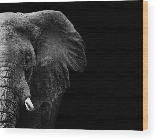 Elephant Wood Print featuring the photograph Elephant #1 by Wildphotoart