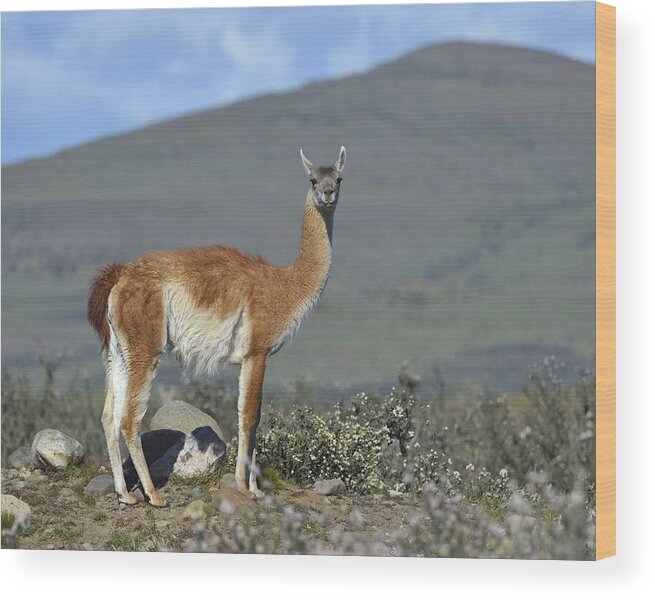 Guanaco Wood Print featuring the photograph Enjoy the Scenery #2 by Tony Beck