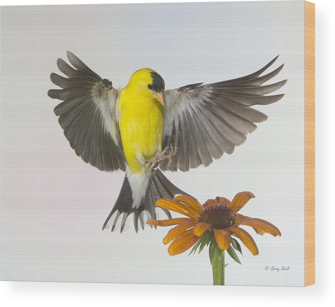 Nature Wood Print featuring the photograph Goldie and the Coneflower #1 by Gerry Sibell