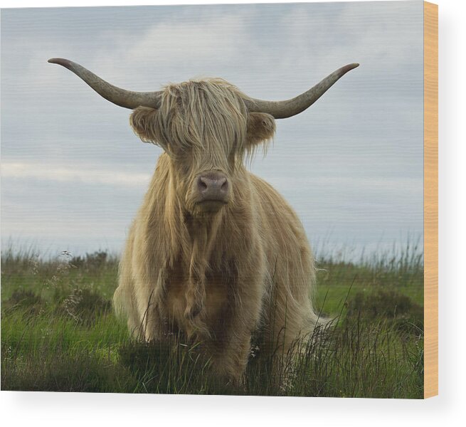 Highland Cow Wood Print featuring the photograph Highland cow on Exmoor #1 by Pete Hemington