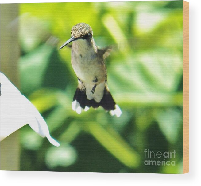 Hummingbird Wood Print featuring the photograph Hummingbird 1 2014 by Judy Via-Wolff