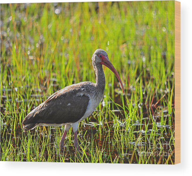 Ibis Wood Print featuring the photograph Immature Ibis #1 by Al Powell Photography USA