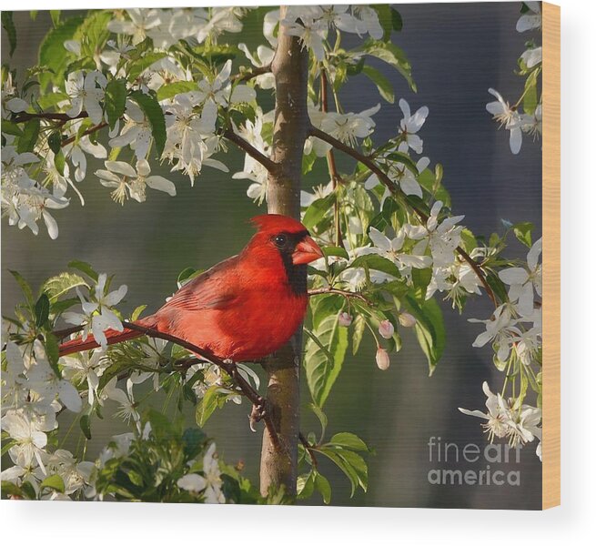 Nature Wood Print featuring the photograph Red Cardinal In Flowers by Nava Thompson