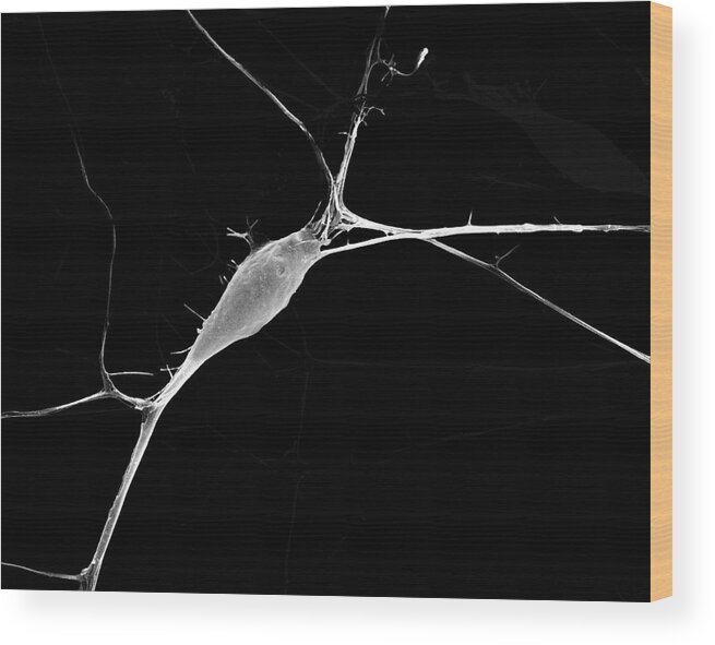 92753a Wood Print featuring the photograph Neuron Growing In Culture #1 by Dennis Kunkel Microscopy/science Photo Library