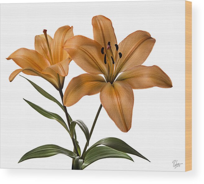 Flower Wood Print featuring the photograph Orange Asiatic Lilies by Endre Balogh