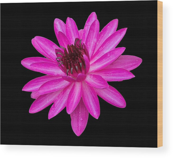 Pink Wood Print featuring the photograph Pink Lilly #1 by Sean Allen