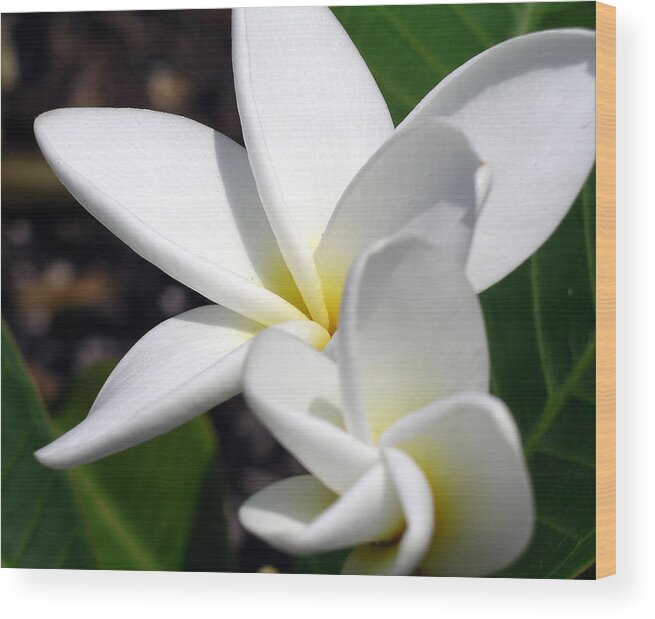 Flowers Wood Print featuring the photograph Plumeria Pair #1 by Karen Nicholson