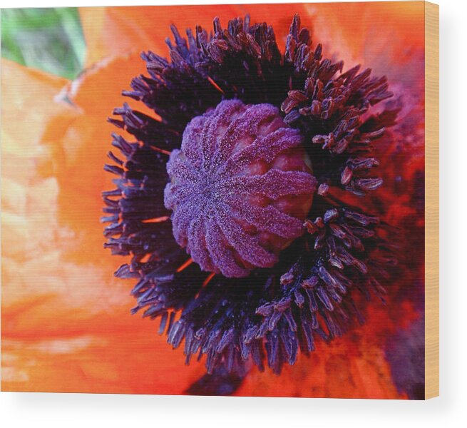 Poppy Wood Print featuring the photograph Poppy by Rona Black