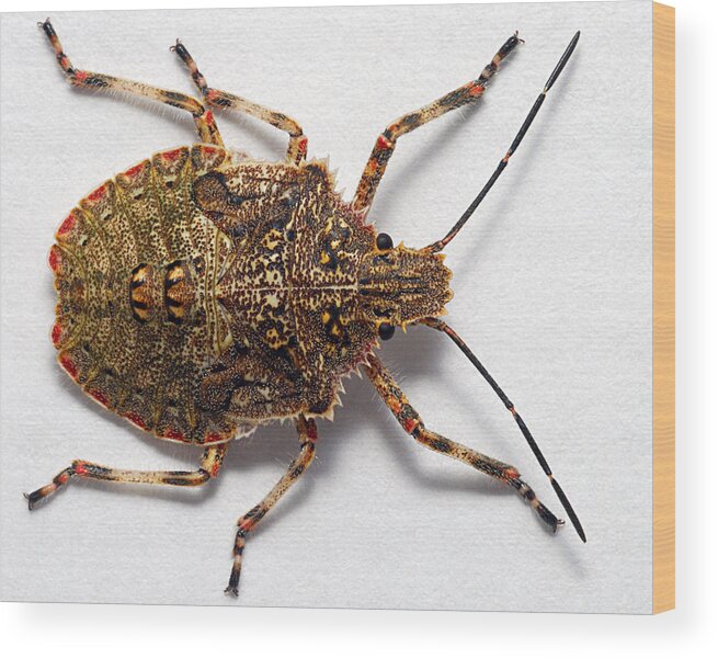 Photograph Wood Print featuring the photograph Rough Stink Bug Nymph #1 by Larah McElroy