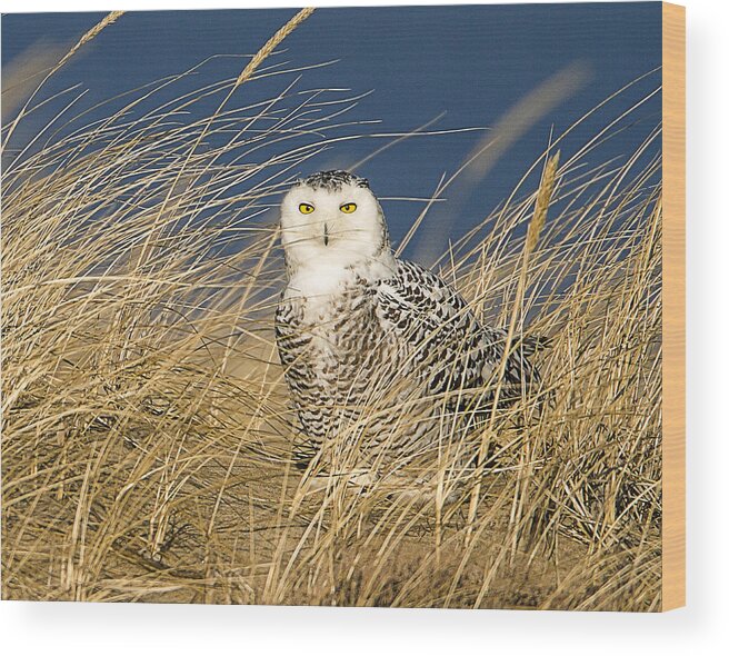 Massachusetts Wood Print featuring the photograph Snowy Owl in the Dunes by John Vose