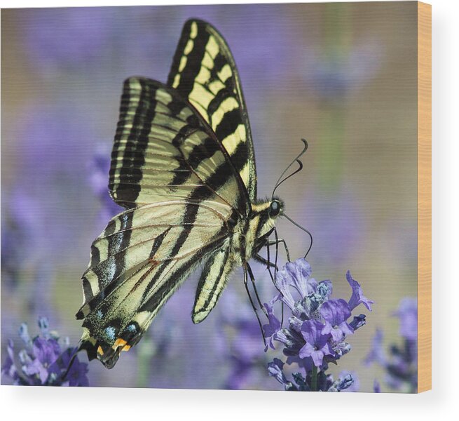 Butterfly Wood Print featuring the photograph Swallowtail Butterfly #1 by Jack Bell