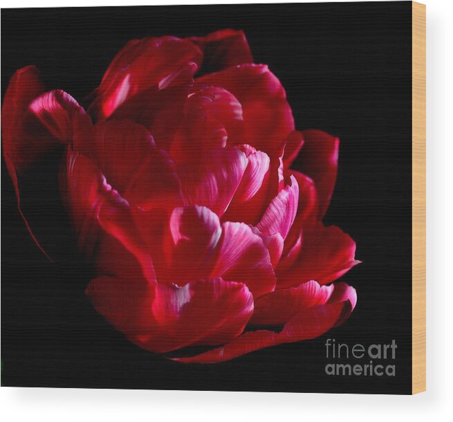 Tulipe Wood Print featuring the photograph Tulipe #5 by Sylvie Leandre