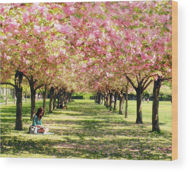 Cherry Blossom Trees Wood Print featuring the photograph Under The Cherry Blossom Trees by Nina Bradica