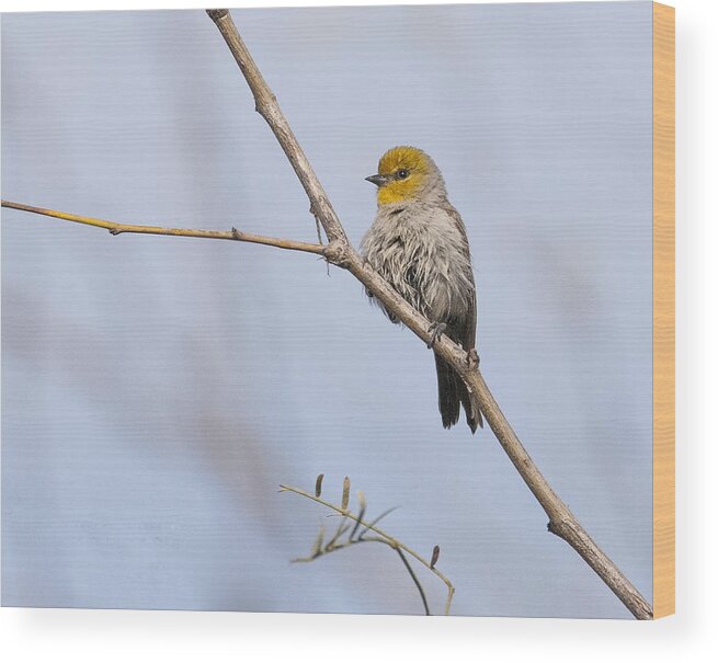 Verdin Wood Print featuring the photograph Verdin #1 by Tam Ryan