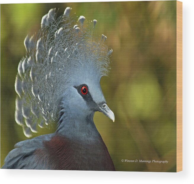 Victoria Crowned Pigeon Wood Print featuring the photograph Victoria Crowned Pigeon #2 by Winston D Munnings